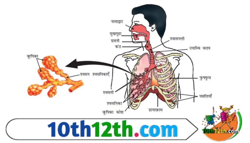 जैव प्रक्रम क्या है?